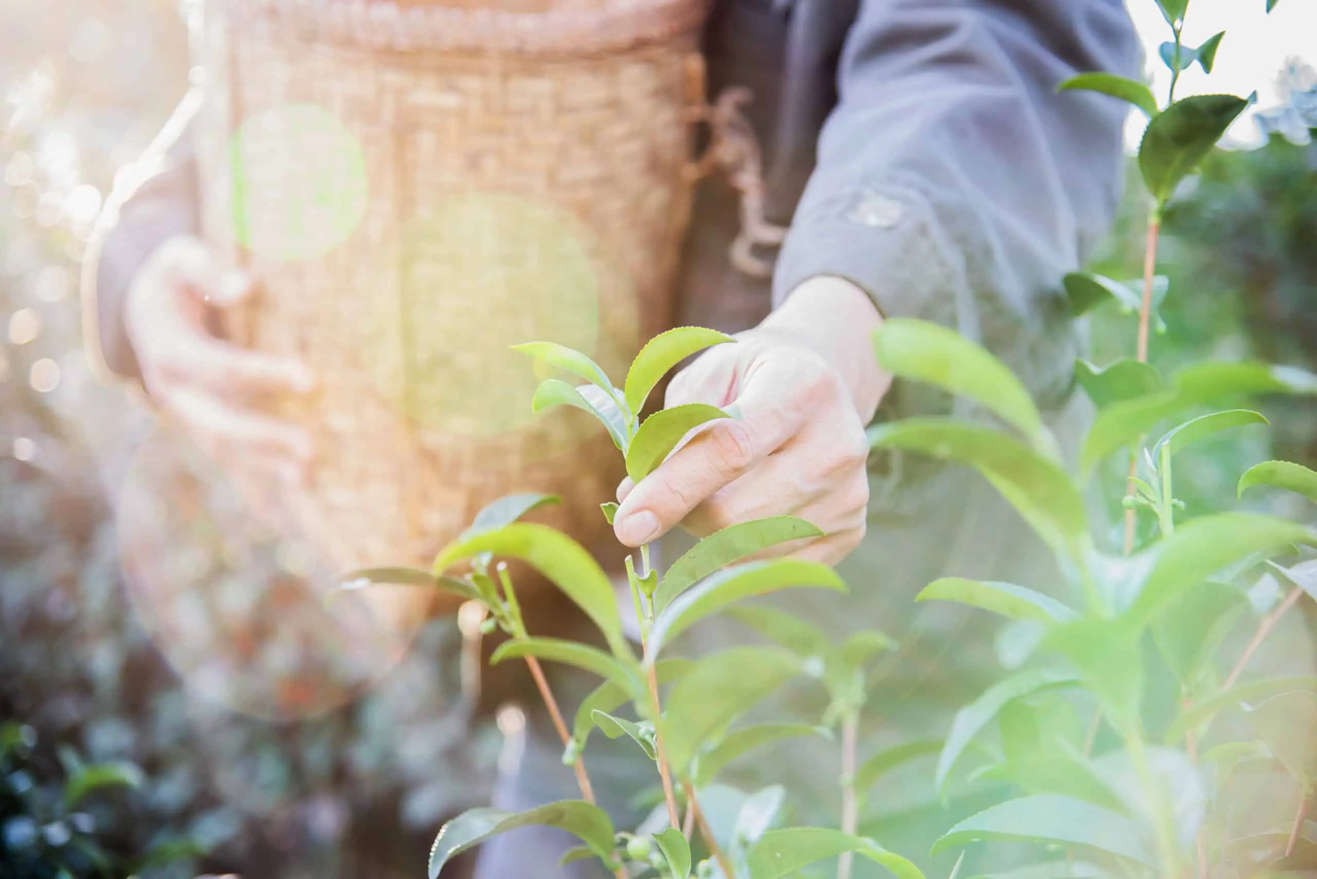 man-harvest-pick-fresh-green-tea-leaves-high-land-tea-field-chiang-mai-thailand-scaled.jpg