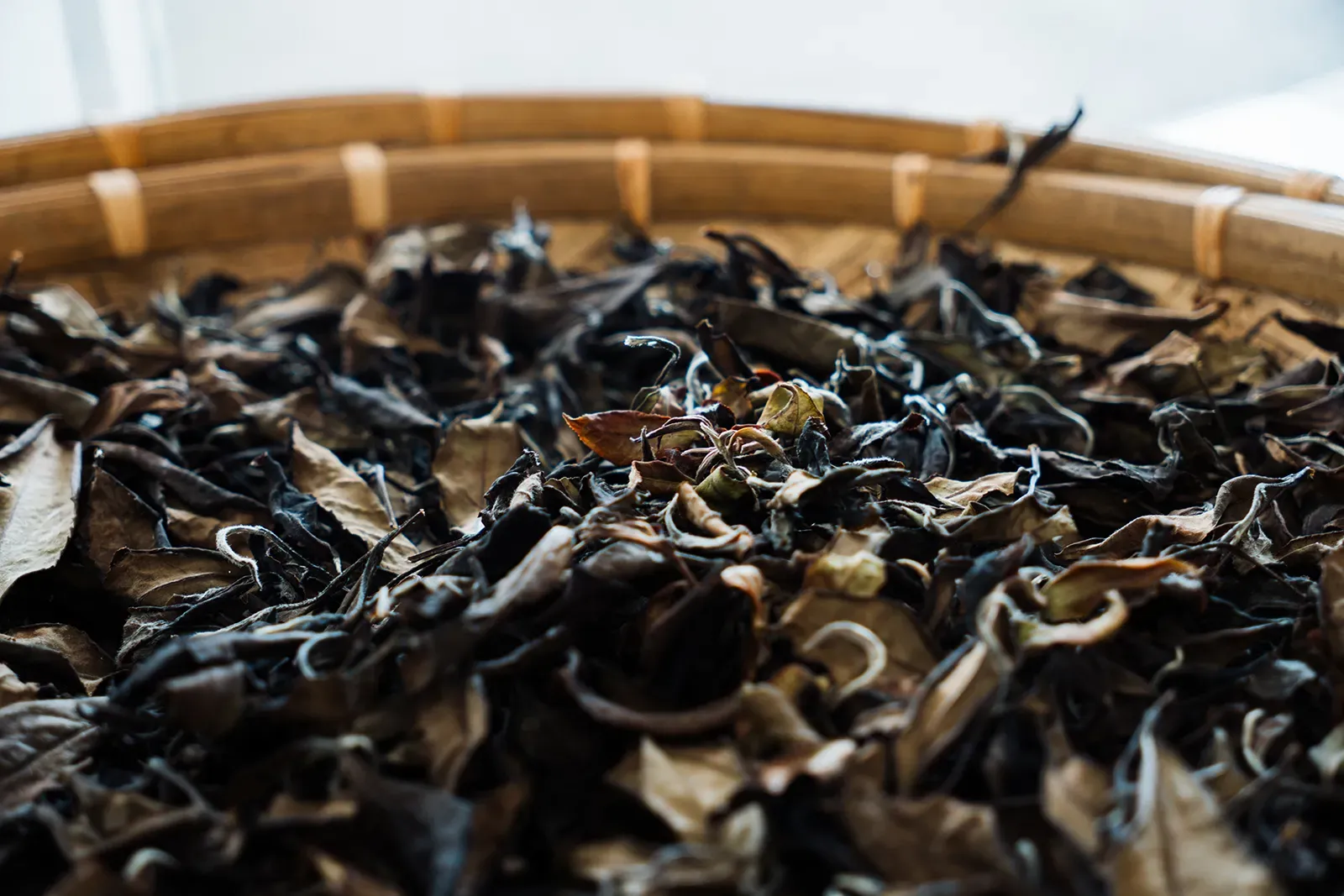 高海拔手摘茶葉 02
