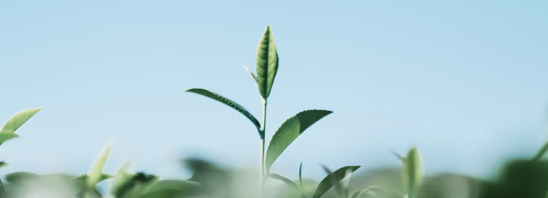 Ph 品牌介紹