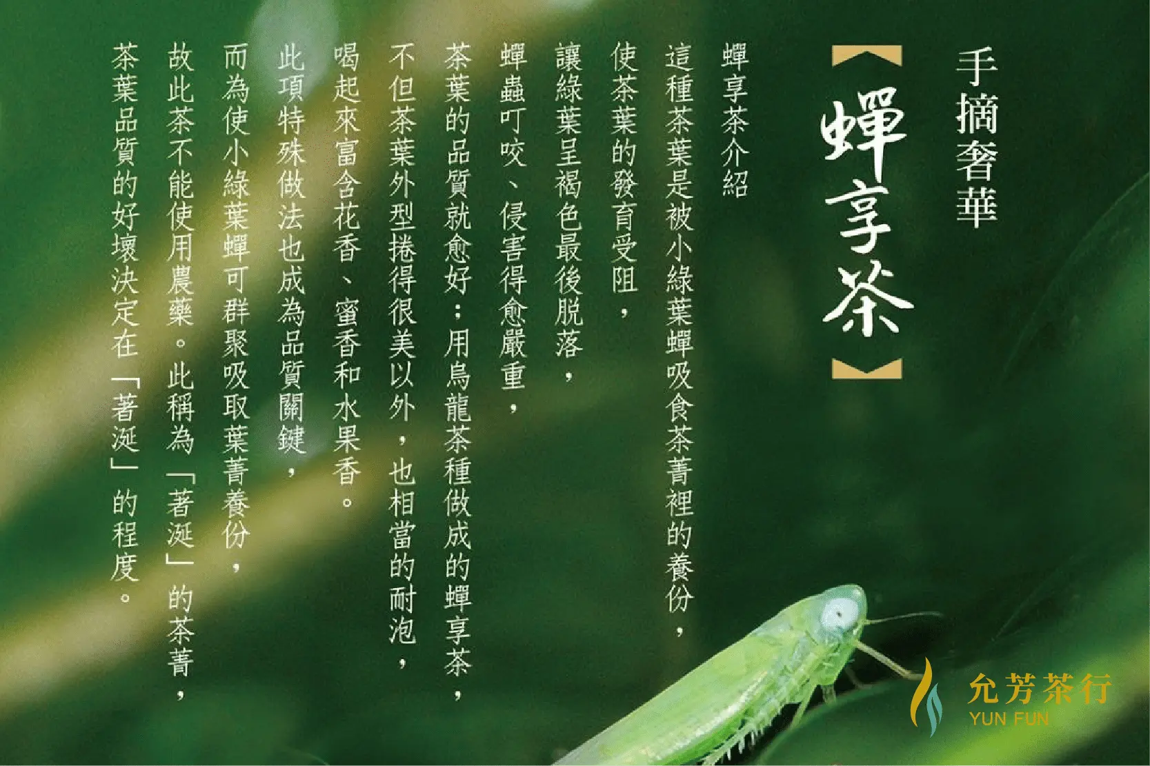 小綠葉蟬